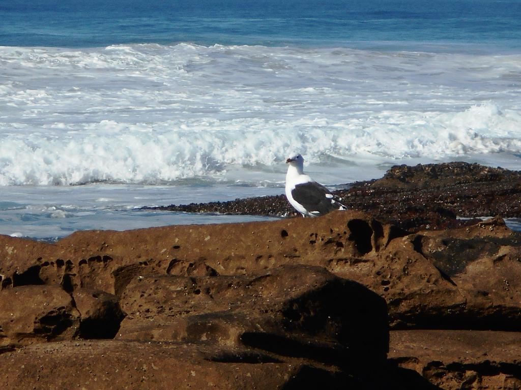 The Coelacanth Guest House And Beach Thyme Self Catering Kiddʼs Beach Eksteriør billede